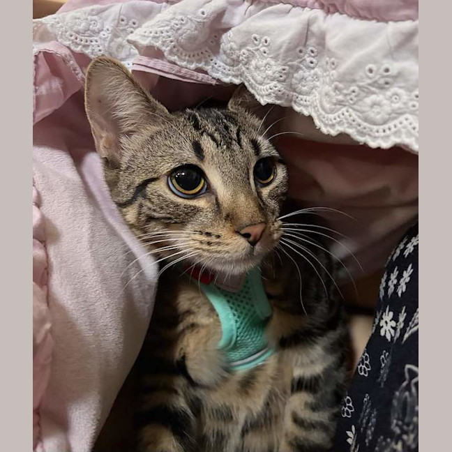 Photo of Bingo