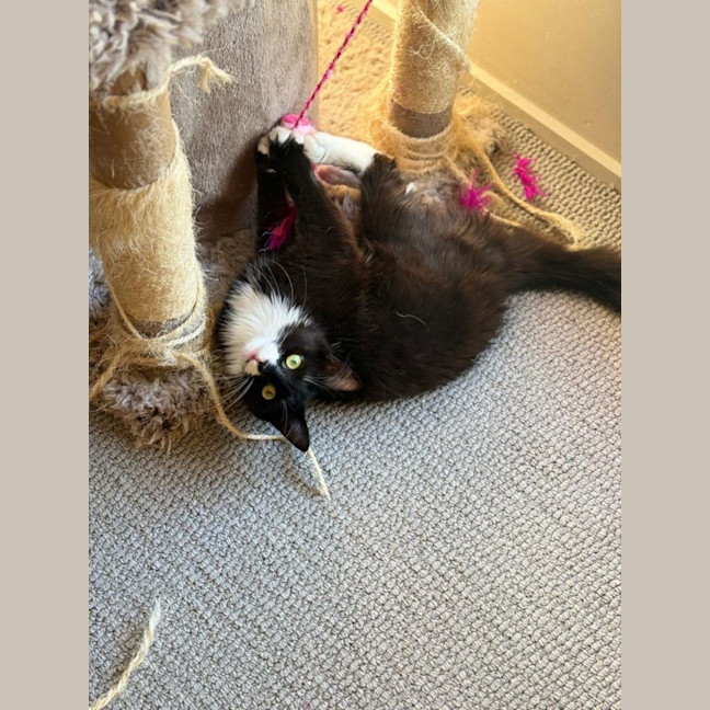 Photo of Kala (Lilo)