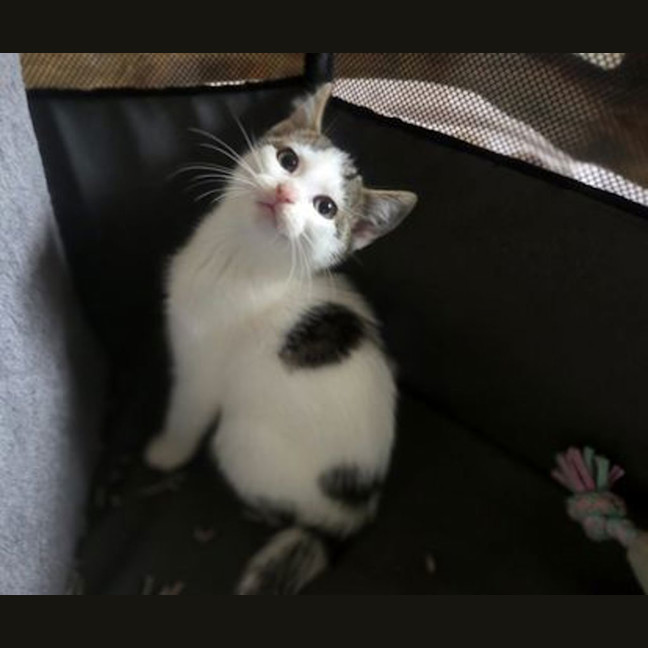 Photo of Hank
