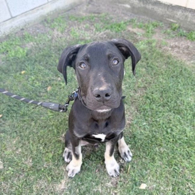 Photo of Atlas 