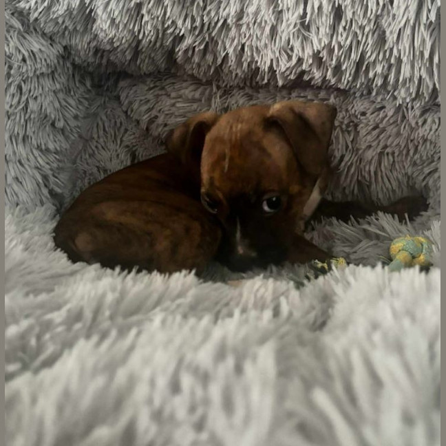 Photo of Chance (P1)