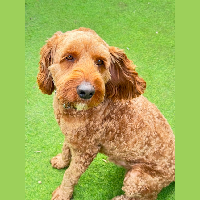 Photo of Rusty