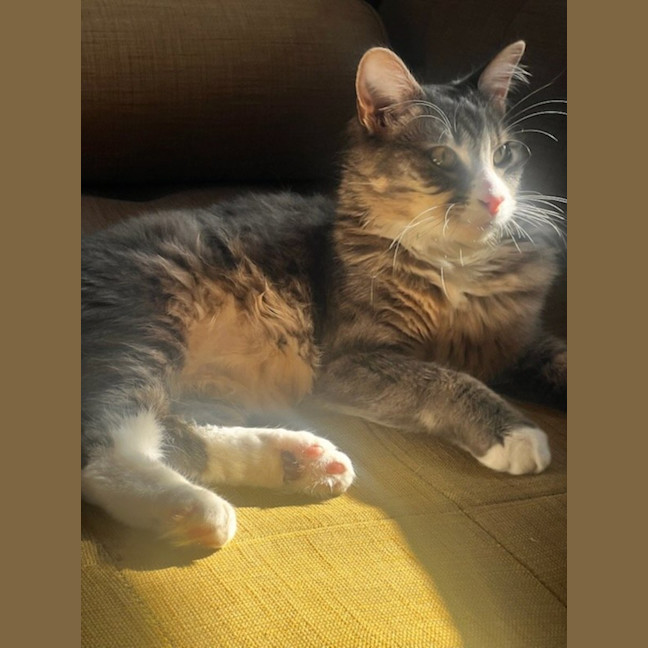 Photo of Clover * 9 Lives Project Rescue*