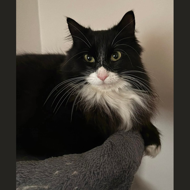 Photo of Inky