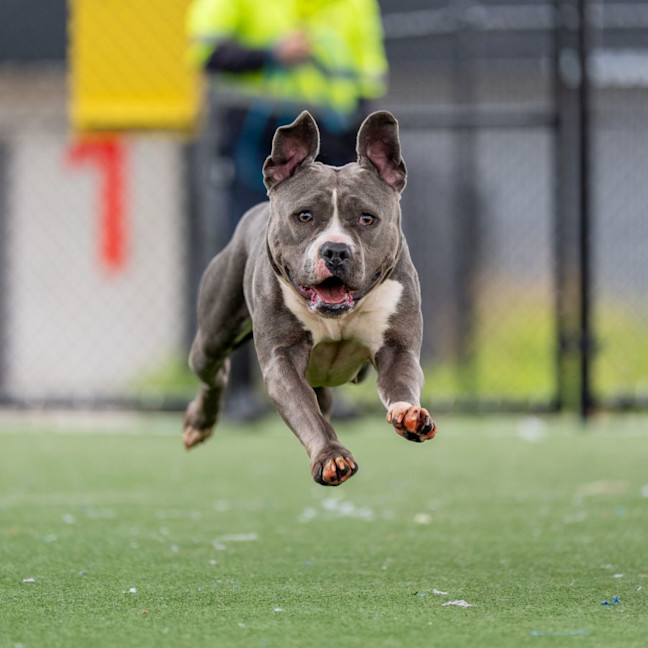 Photo of Lacey Imp 1824