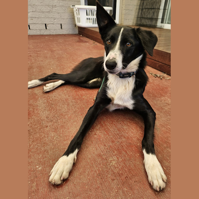 Photo of Willow