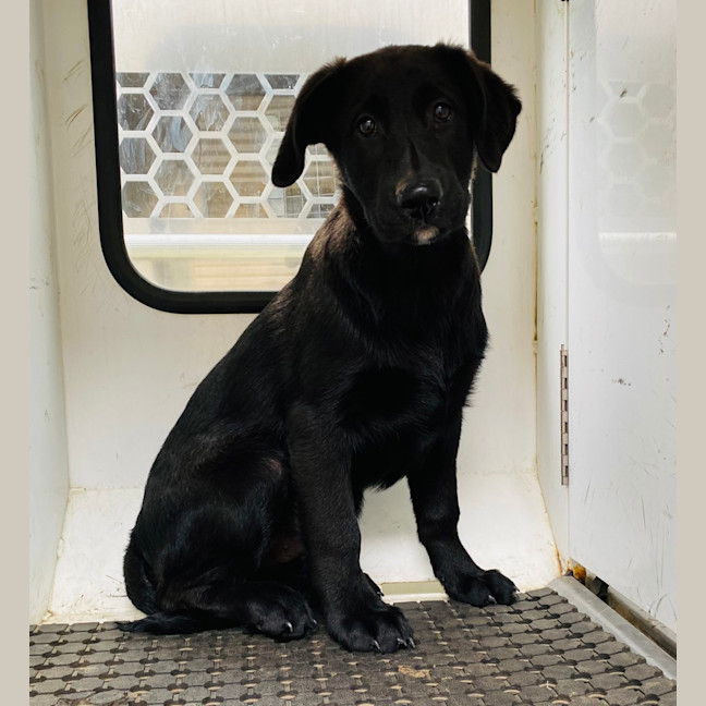 Photo of Ares