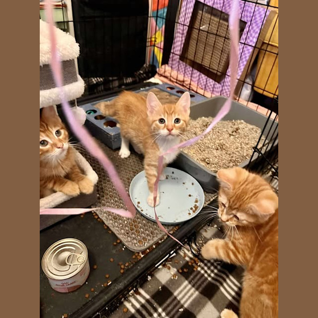 Photo of Comet (White Collar)