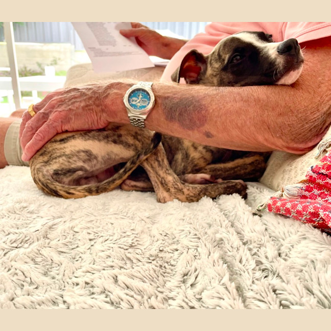 Photo of Adorable Pj