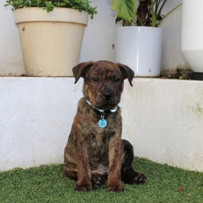 Photo of Jasper