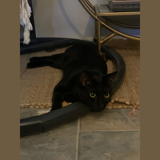 Photo of Milo
