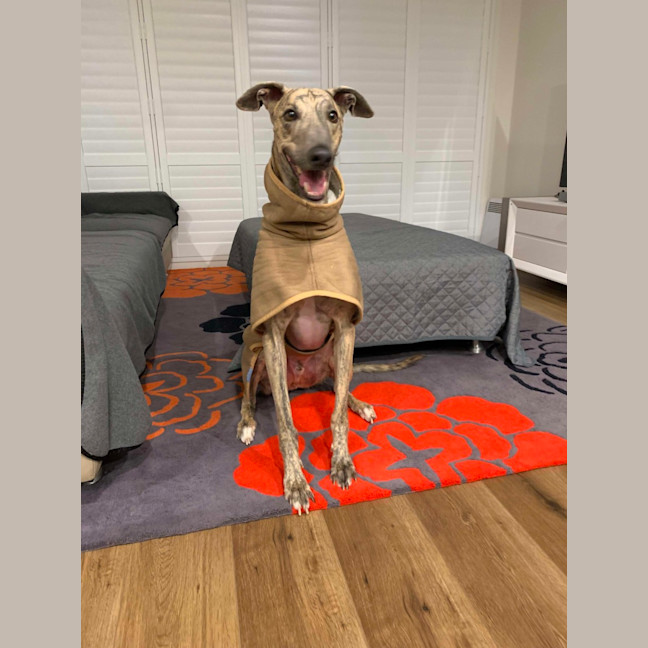 Photo of Peanut, The Pretty Greyhound