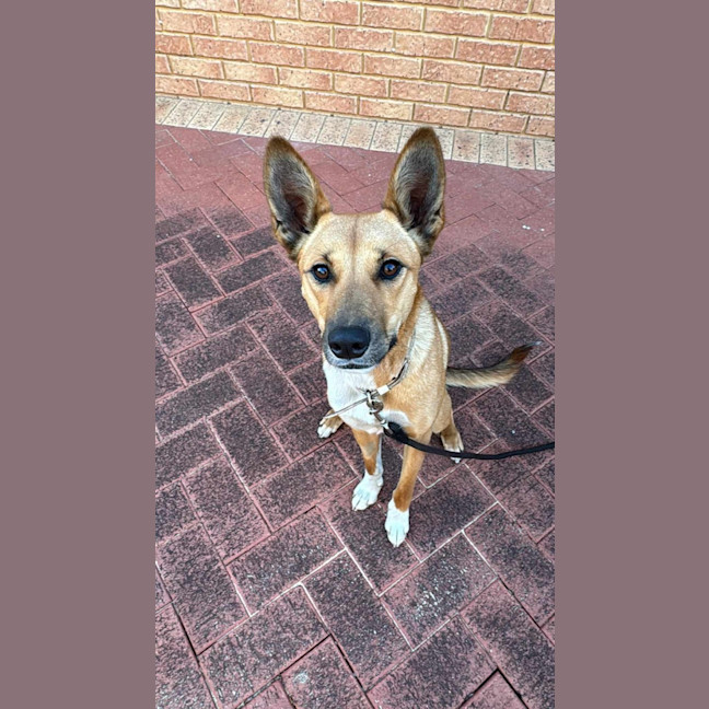 Photo of Honey