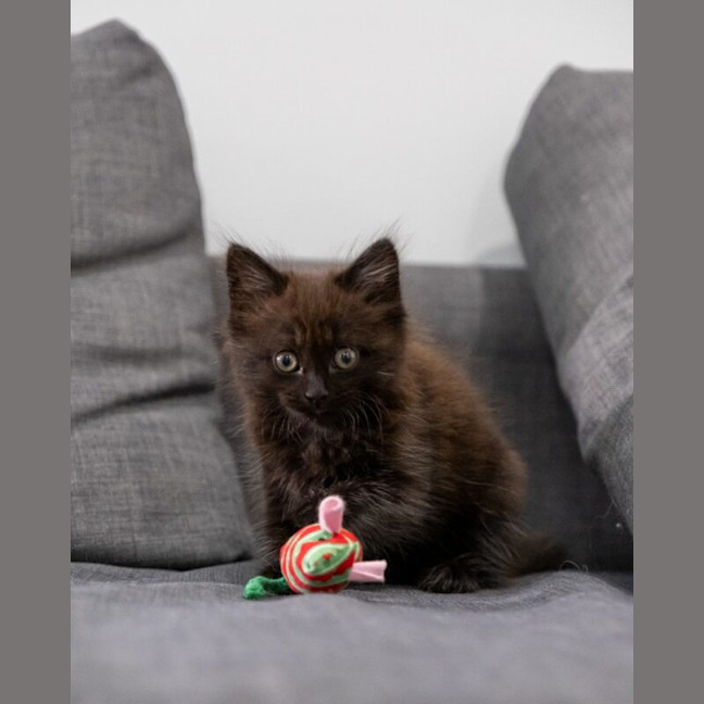 Photo of Leia