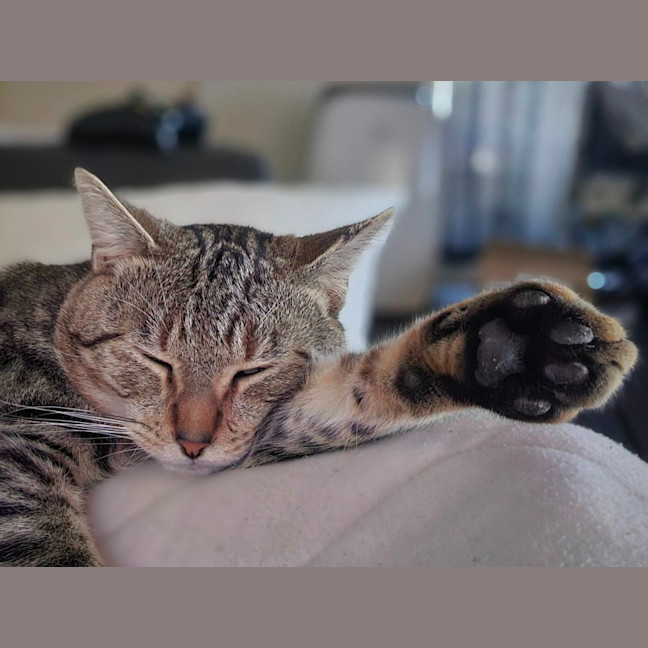 Photo of Stormy 🌩️