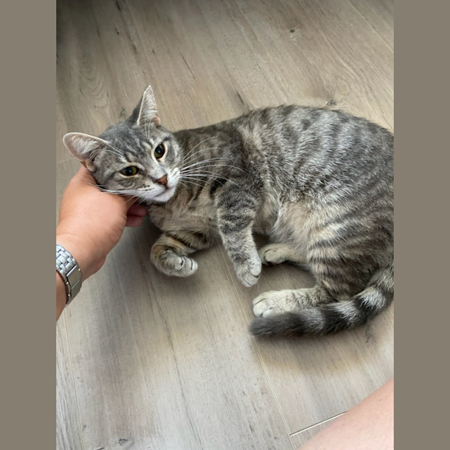Photo of Phoebe
