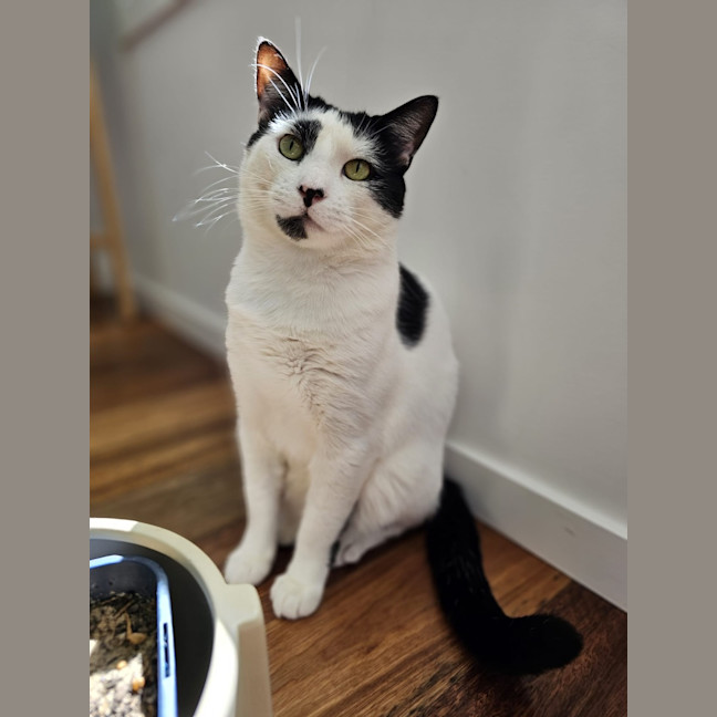 Photo of Boris