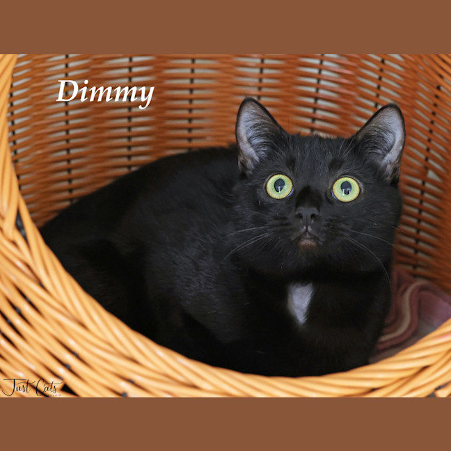 Photo of Dimmy