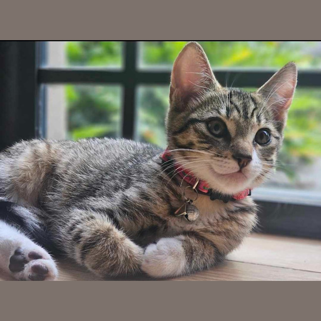 Photo of Tilly