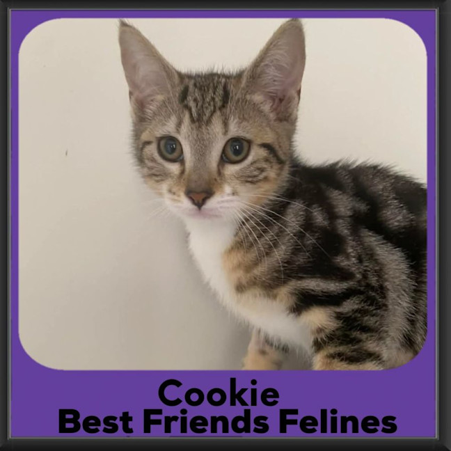 Photo of Cookie 