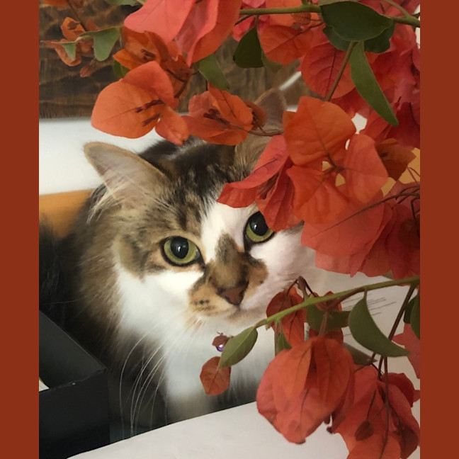Photo of Hazel