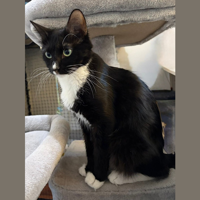 Photo of Whiskers