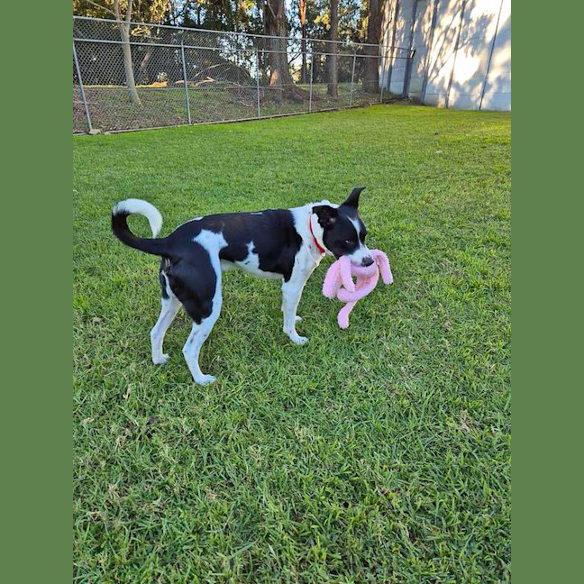 Photo of Dozer