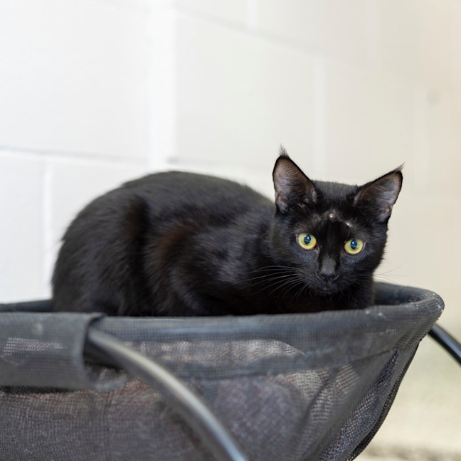 Photo of Missy (Previously Little Miss)