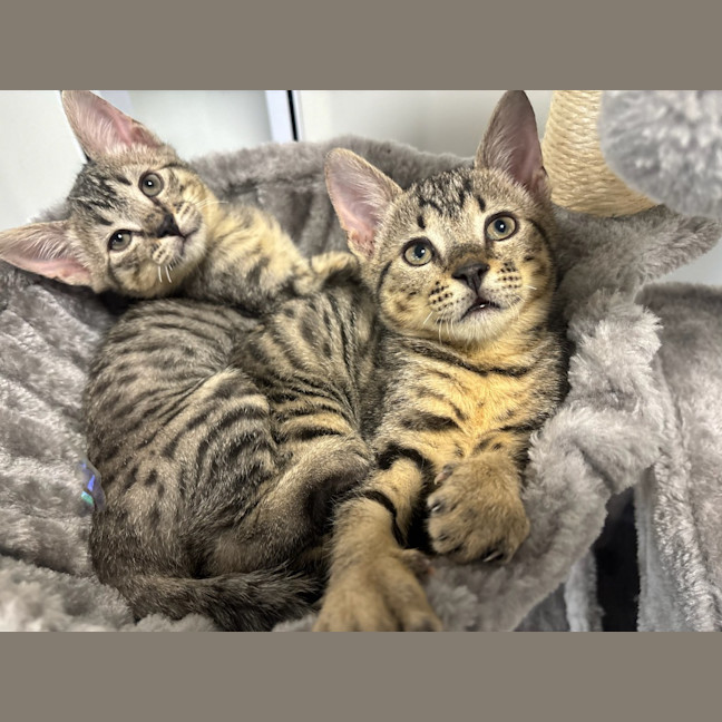 Photo of Waffles