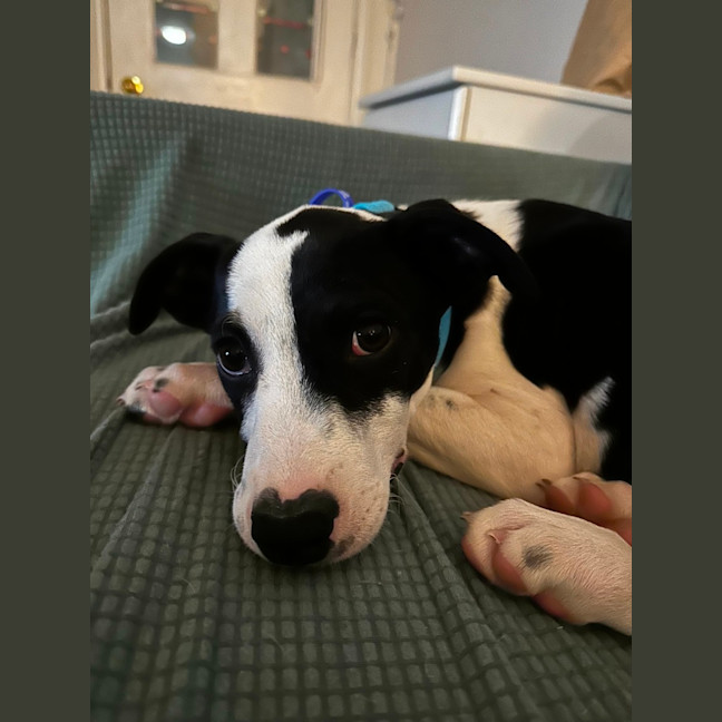 Photo of Harley   16 Week Old Border Collie X Bull Arab