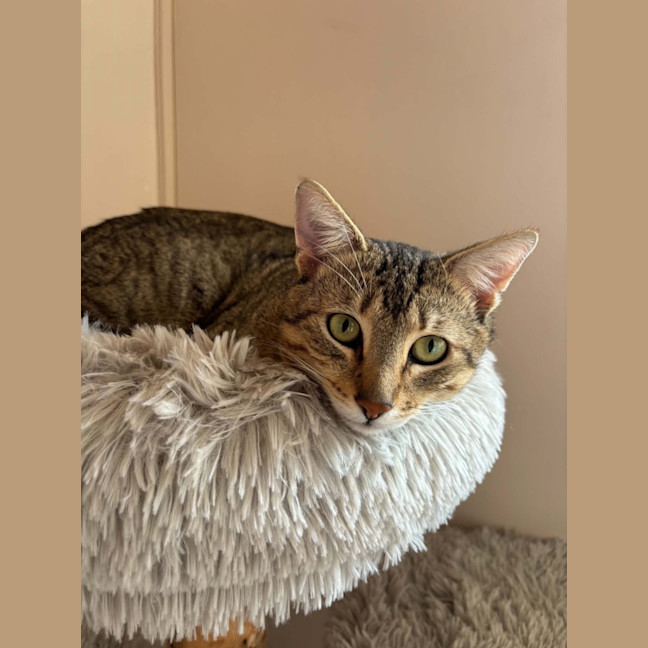 Photo of Dexter   In Foster Care In Bentleigh