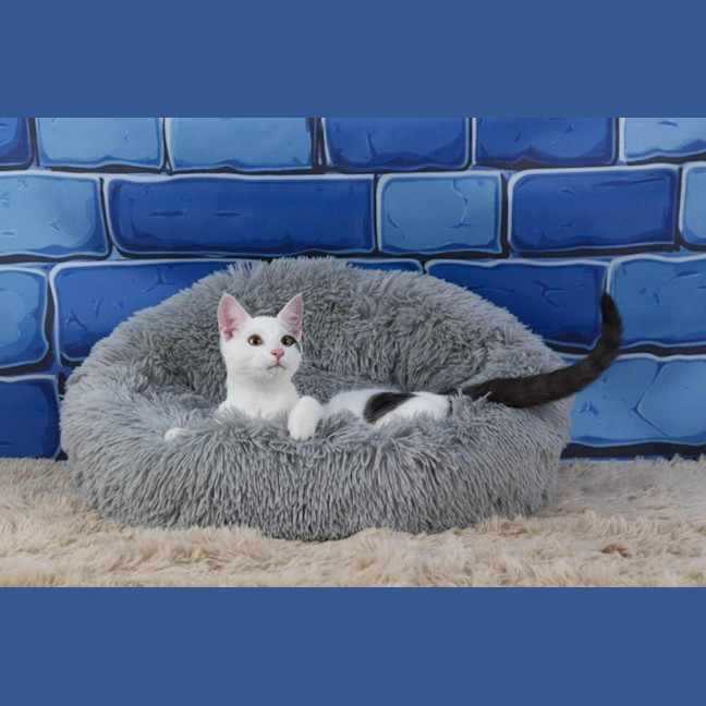 Photo of Mr Biscuits