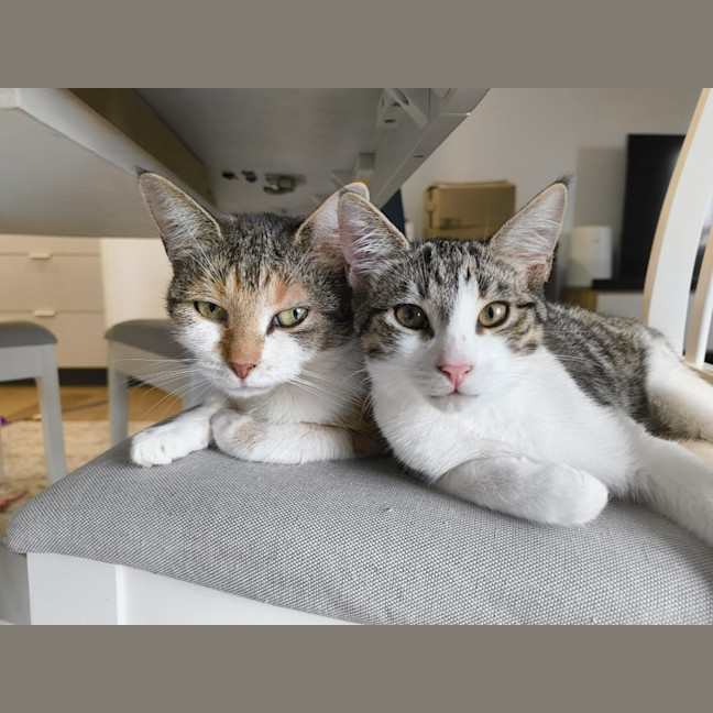 Photo of Purrcy