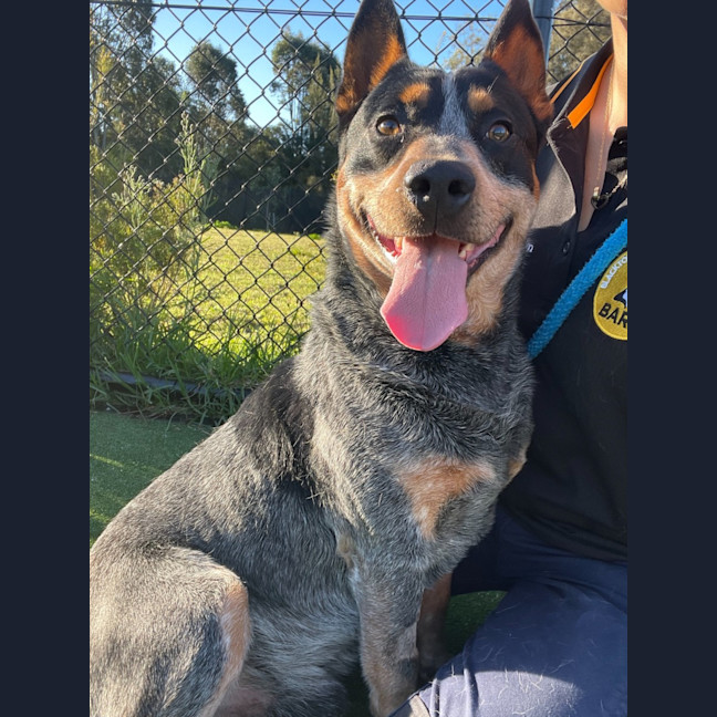 Photo of Riley Imp 1330