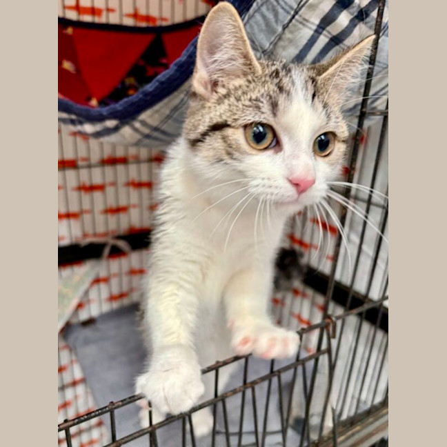 Photo of Gracie