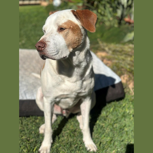 Photo of Chief