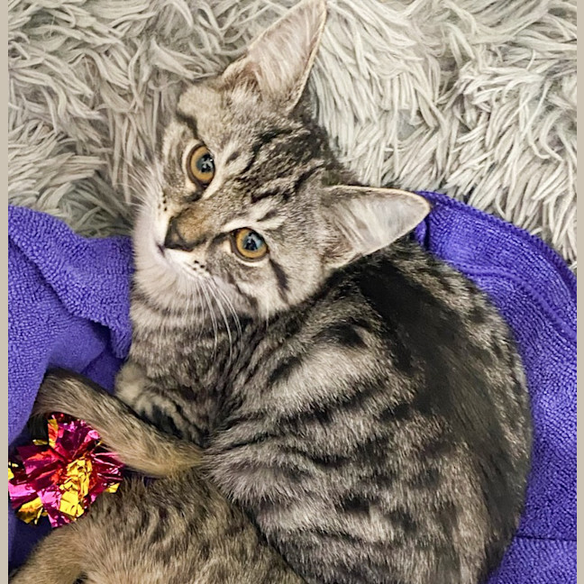 Photo of Tinsel