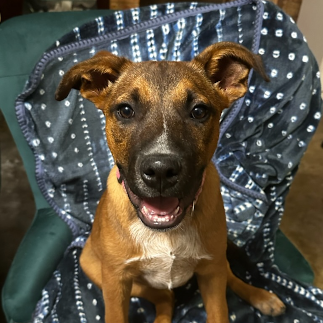 Photo of Rocco