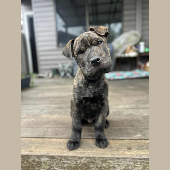 Photo of Potato   9 Week Old Shar Pei X Staffy 