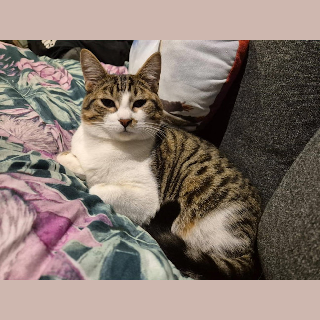 Photo of Flip