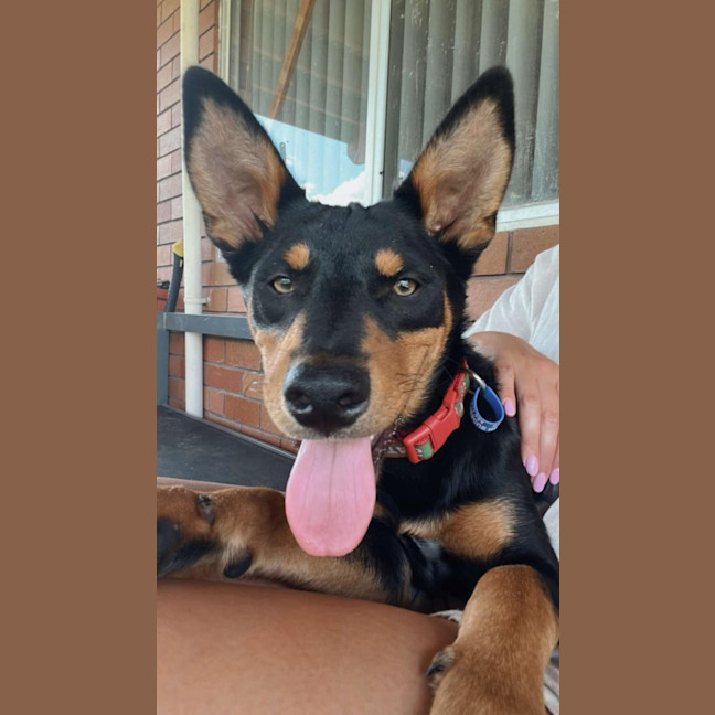 Photo of Chip   6 Month Old Kelpie X (Trial)