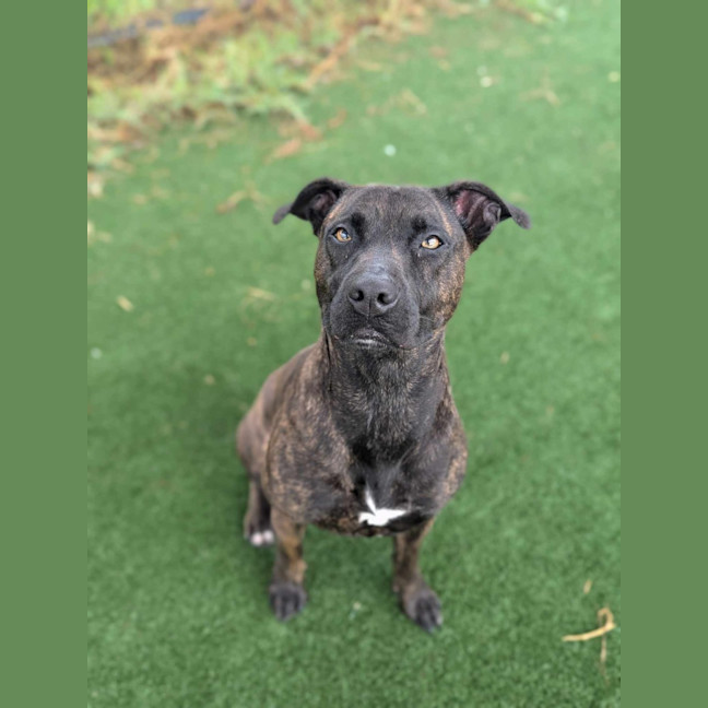 Photo of Petra Imp 2756