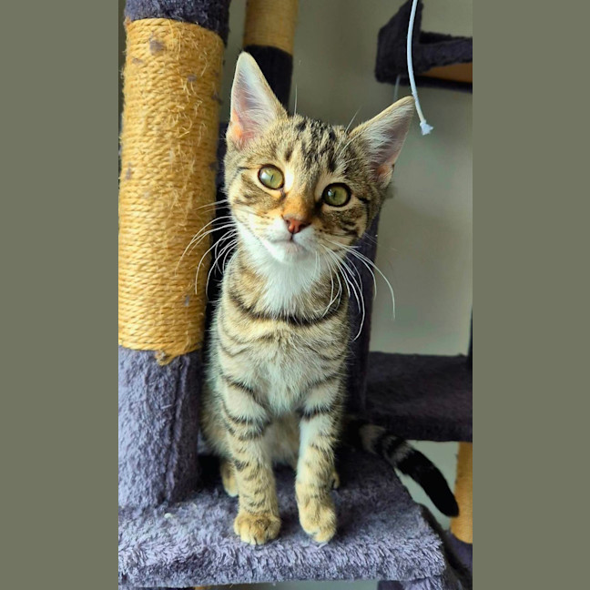 Photo of Xena