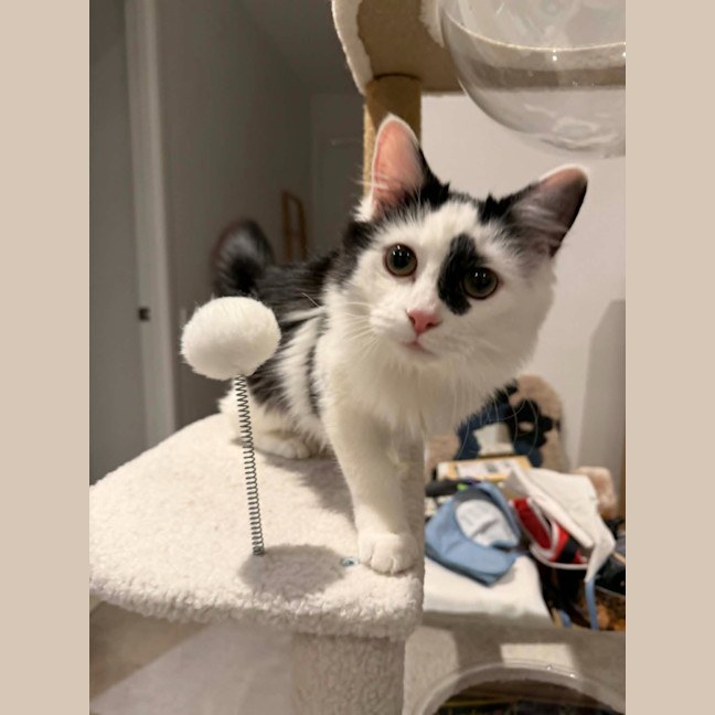 Photo of Spottie