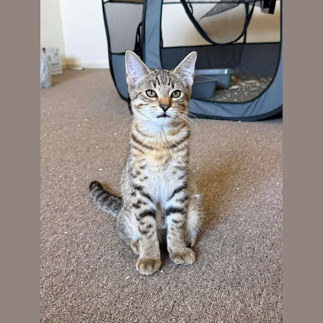 Photo of Samba