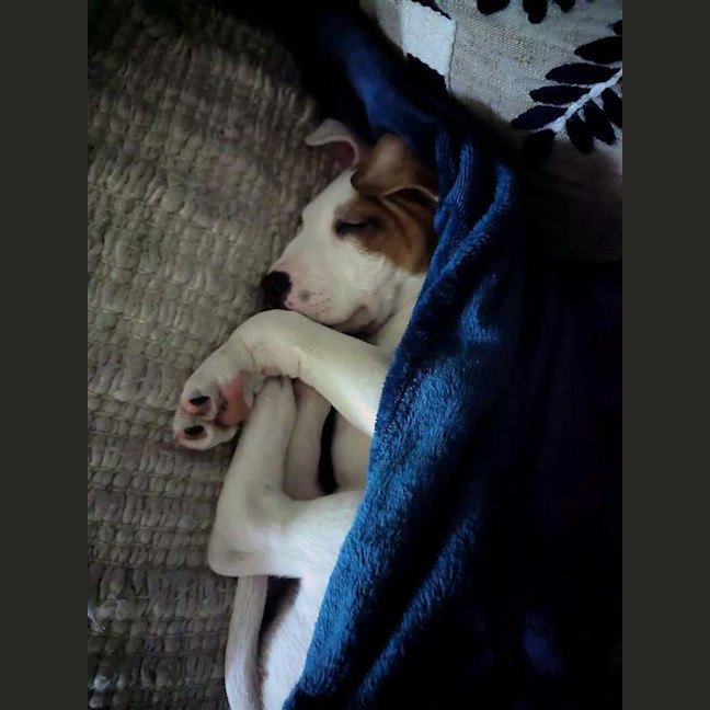 Photo of Solo
