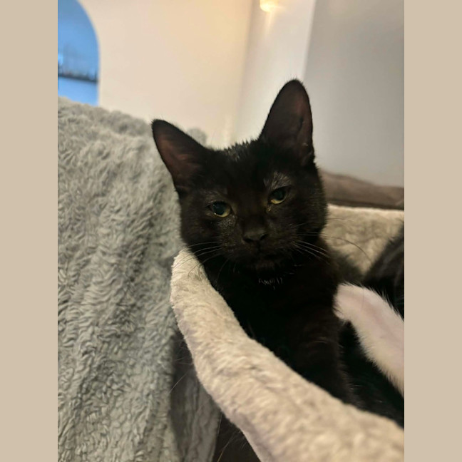 Photo of Lulu