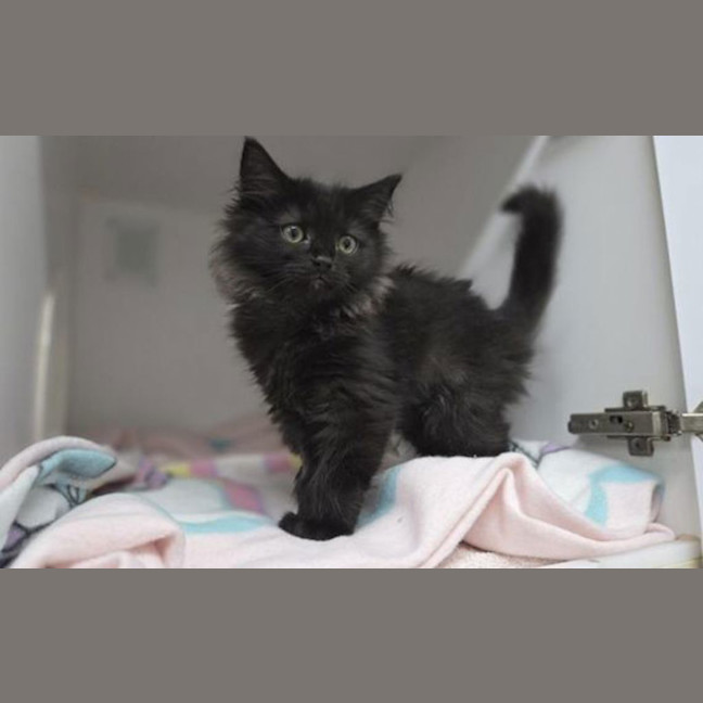 Photo of Jinx
