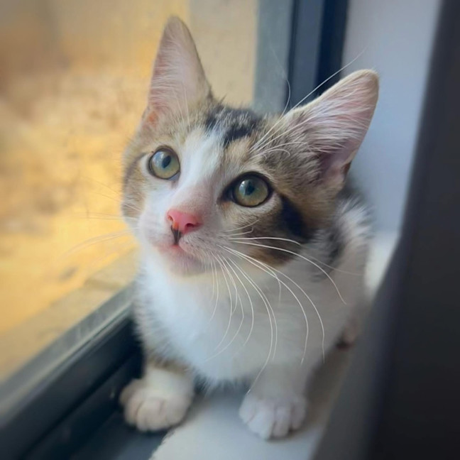 Photo of 11484   Finn