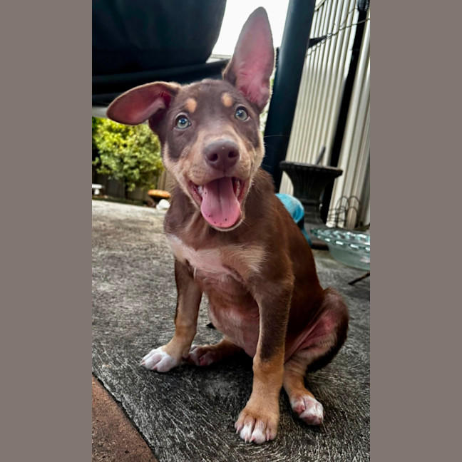 Photo of Phoebe